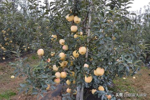 关于苹果树新品种排名新闻的信息