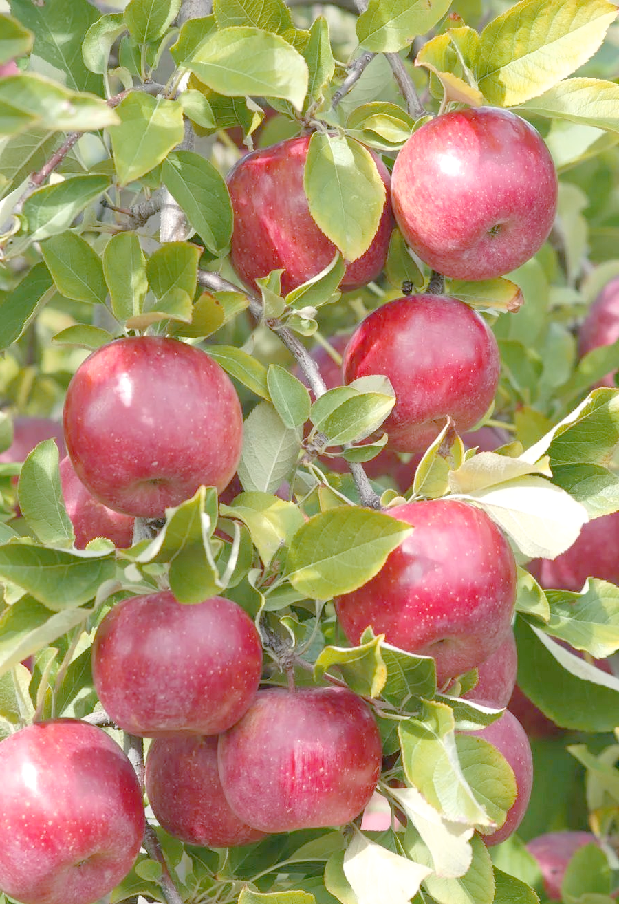 高端版苹果(苹果高端手机哪一款是最好)