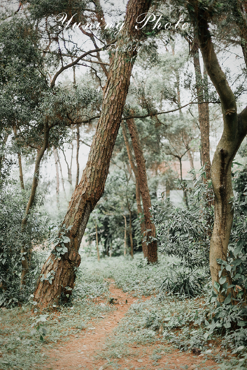 迷失森林手机版苹果版(迷失森林手机版苹果版下载)-第4张图片-QuickQ官网