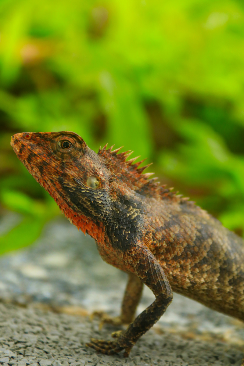 极速变色龙手机版(极速变色龙全部解锁版)-第2张图片-QuickQ官网